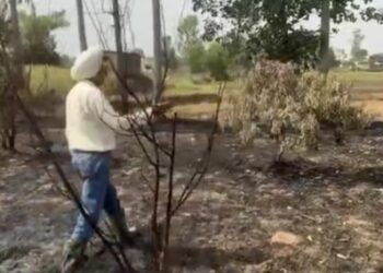 ਖੇਤਾਂ ਵਿੱਚ ਲਗਾਈ ਅੱਗ ਨਾਲ ਲੀਚੀ ਅਤੇ ਆਲੂ ਬੁਖਾਰੇ ਦੇ ਢਾਈ ਸੌ ਦਰੱਖਤ ਸੜੇ, ਕਿਸਾਨ ਖ਼ਿਲਾਫ਼ ਮਾਮਲਾ ਦਰਜ