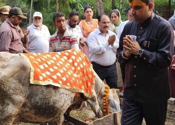 *विश्व हिन्दू परिषद ने धूमधाम से मनाया वत्स द्वादशी का त्यौहार*